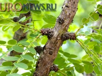 Новый препарат из коры дерева (Phyllanthus engleri) для лечения рака почки